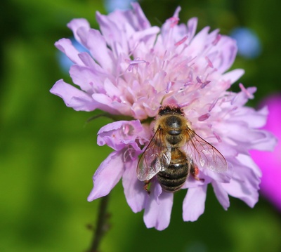 Kritik der Grünen an bayerischen Landwirten ist verfehlt –Europäischer Bienenpreis für BBV ist verdiente Auszeichnung