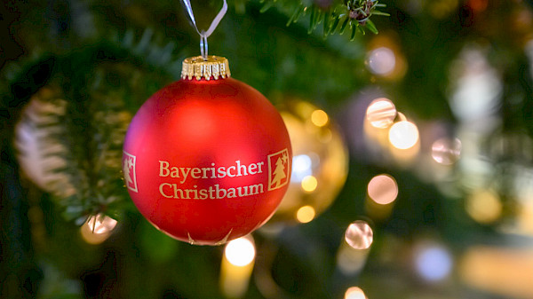 Christbäume für die Staatskanzlei 02.12.2022